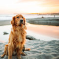 The Ultimate Guide to Pet Shops in Palm Beach County, FL: A Local Expert's Perspective