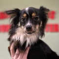 The Ultimate Guide to Finding the Perfect Toy for Your Pet in Palm Beach County, FL