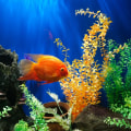 The Ultimate Guide to Fish Tank Costs in Palm Beach County, FL
