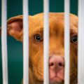 The Importance of Understanding the Return Policy for Pets in Palm Beach County, FL
