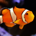 The Top Pet Shops for Fish and Aquarium Supplies in Palm Beach County, FL