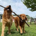 The Ultimate Guide to Overnight Boarding for Pets in Palm Beach County, FL