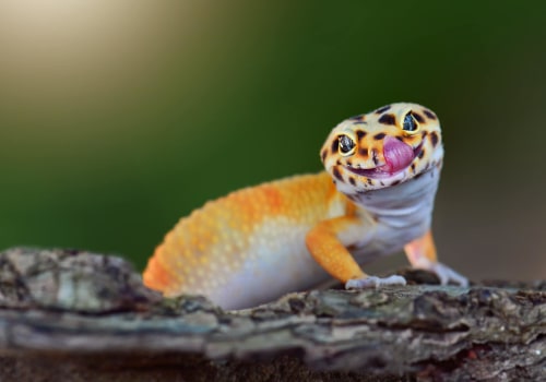 The Ultimate Guide to Reptile and Amphibian Pet Shops in Palm Beach County, FL