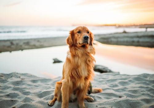 The Ultimate Guide to Pet Shops in Palm Beach County, FL: A Local Expert's Perspective