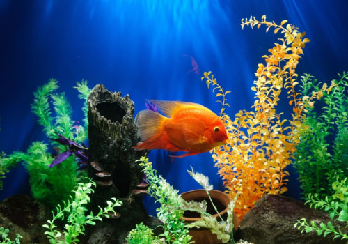 The Ultimate Guide to Fish Tank Costs in Palm Beach County, FL