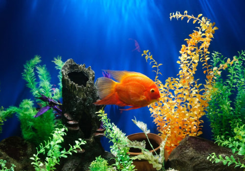 The Ultimate Guide to Fish Tank Costs in Palm Beach County, FL