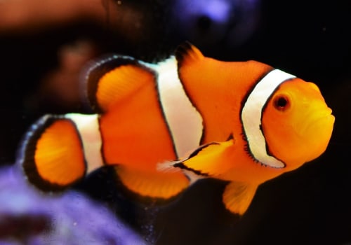 The Top Pet Shops for Fish and Aquarium Supplies in Palm Beach County, FL