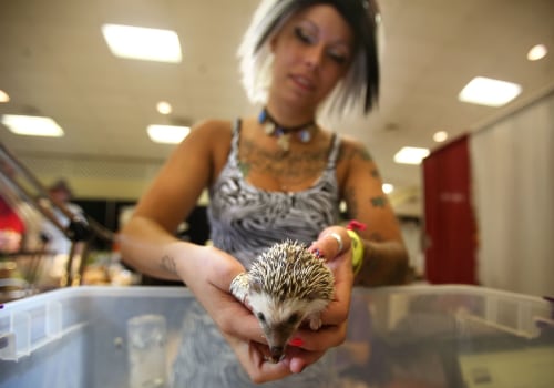 The World of Exotic Pets: A Guide to Pet Shops in Palm Beach County, FL