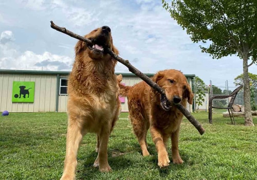 The Ultimate Guide to Overnight Boarding for Pets in Palm Beach County, FL